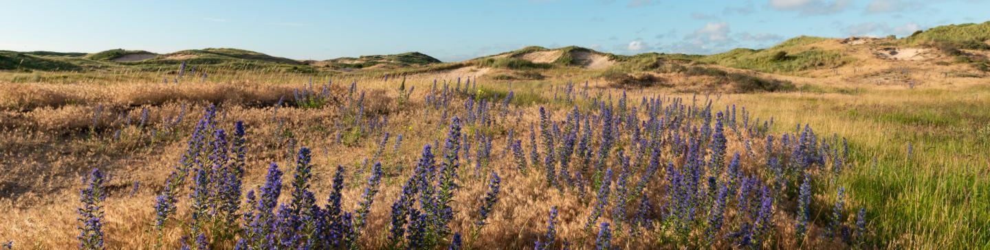 Zomer open duin landschap