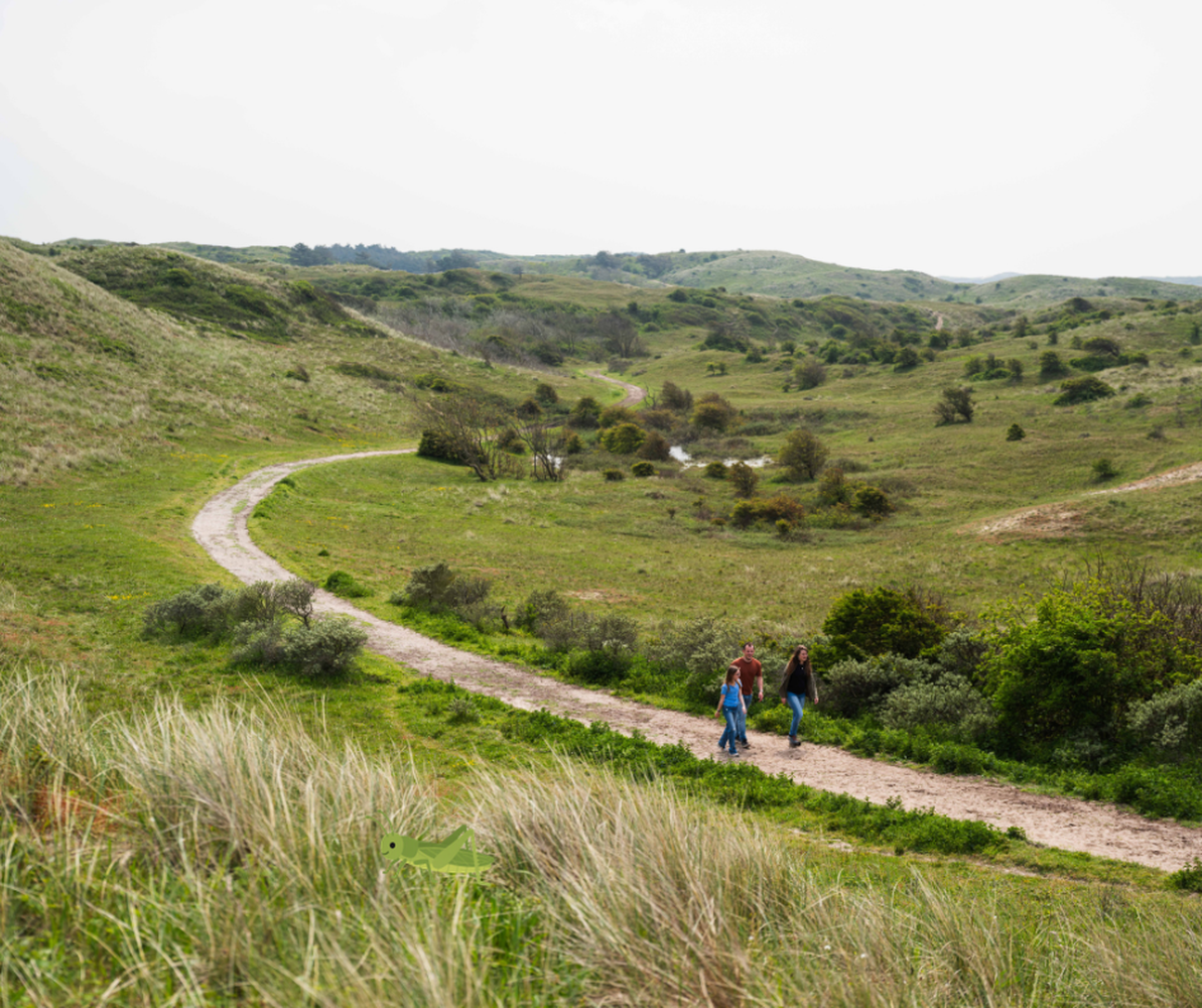 Mensen wandelen in het open duin. Zit daar nou een sprinkhaan?