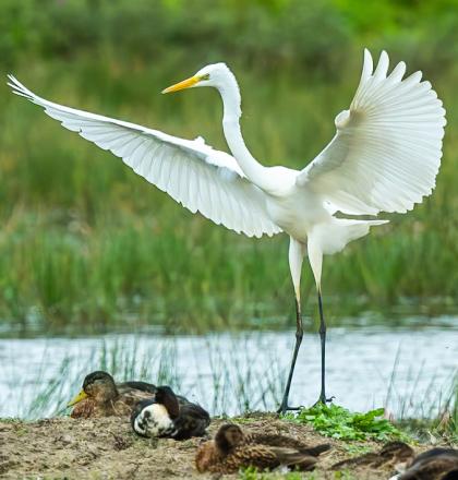 Grote zilverreiger