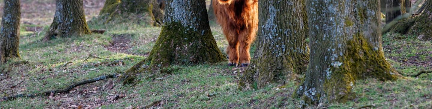 Schotse Hooglander met bomen