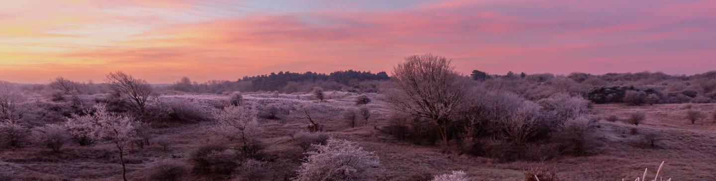 Winterlandschap Noordhollands Duinreservaat