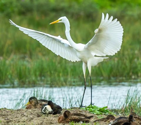 Grote zilverreiger