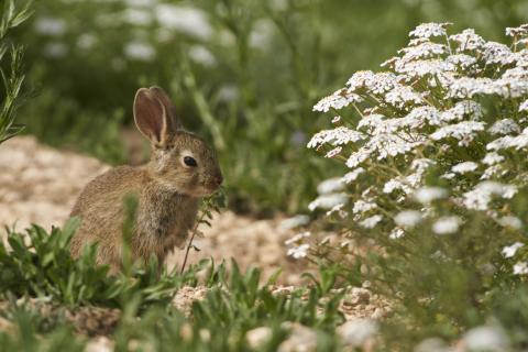 Konijn in natuur